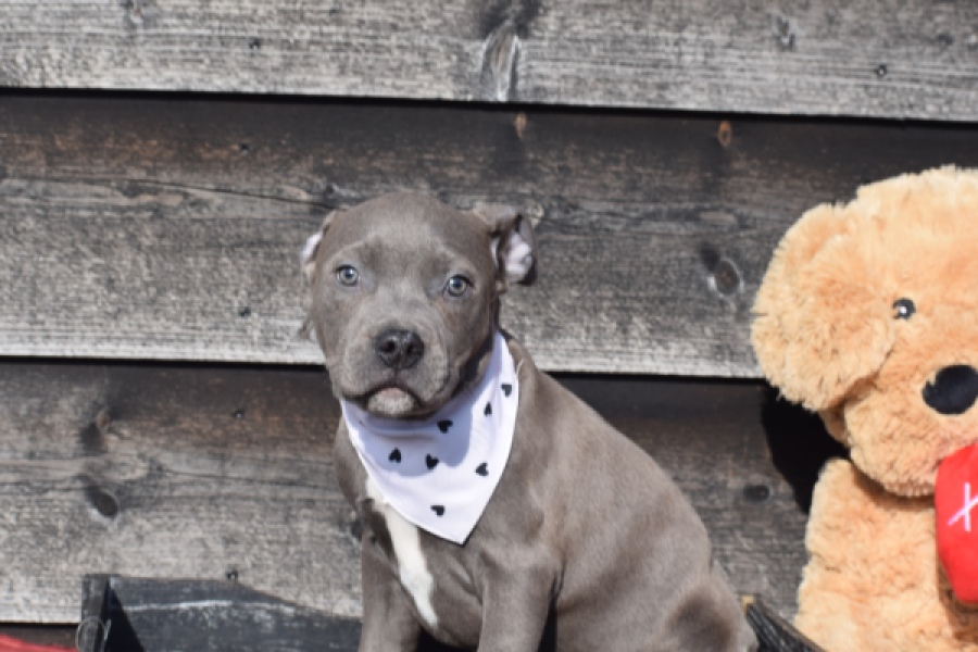 Amerikaanse Stafford (reu) 30882