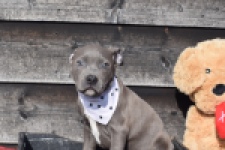 Amerikaanse Stafford (reu) 30882