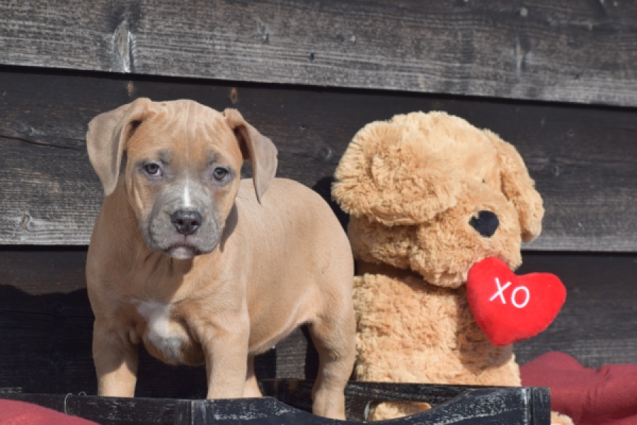 Amerikaanse Stafford (teef) 30886