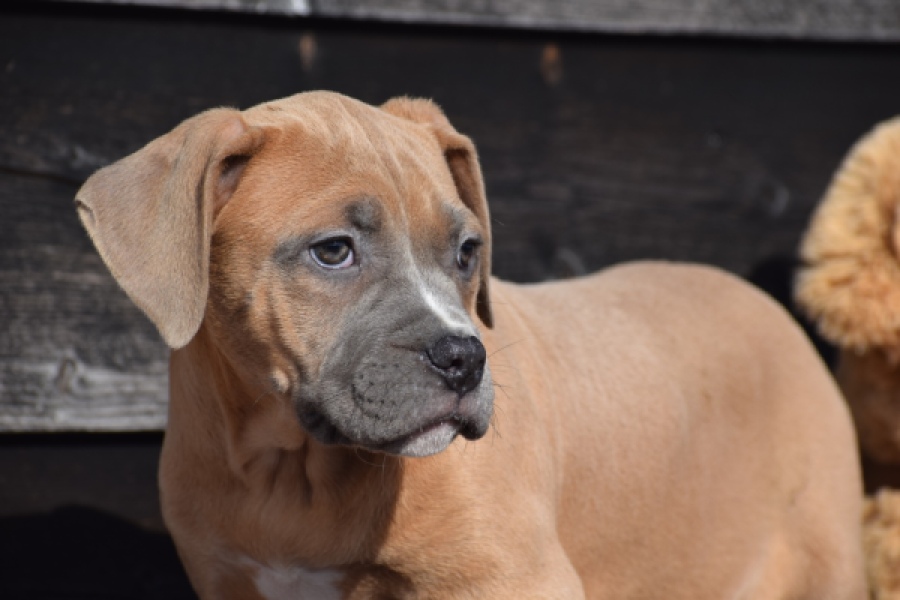 Amerikaanse Stafford (teef) 30886