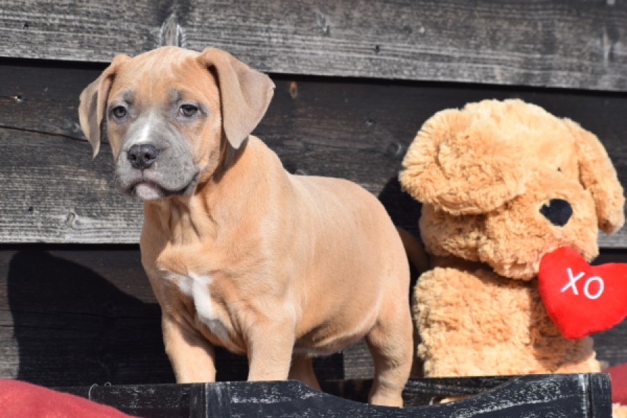 Amerikaanse Stafford (teef) 30886