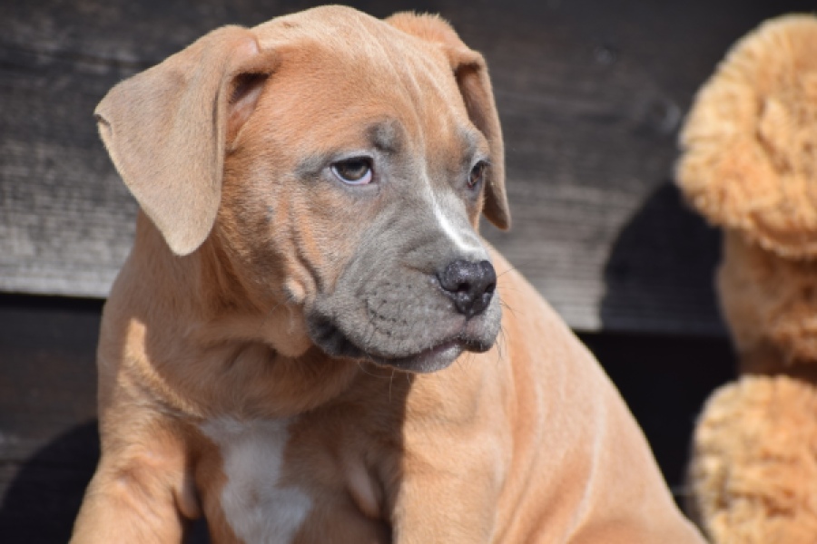 Amerikaanse Stafford (teef) 30886