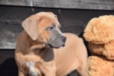 Amerikaanse Stafford (teef) 30886