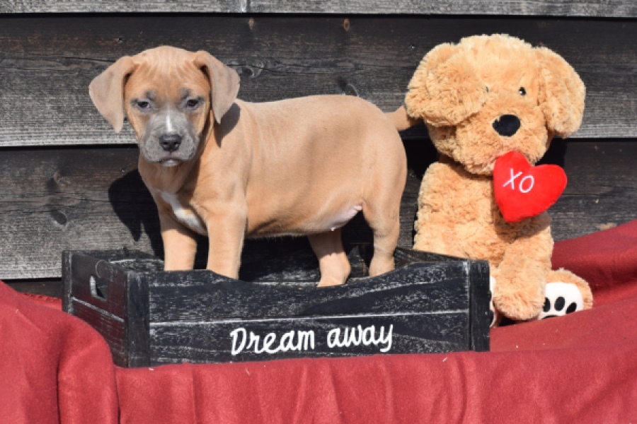 Amerikaanse Stafford (teef) 30886