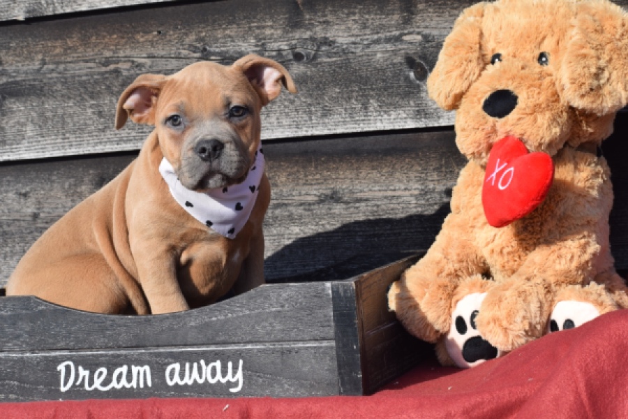 Amerikaanse Stafford (teef) 30887