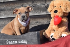 Amerikaanse Stafford (teef) 30887