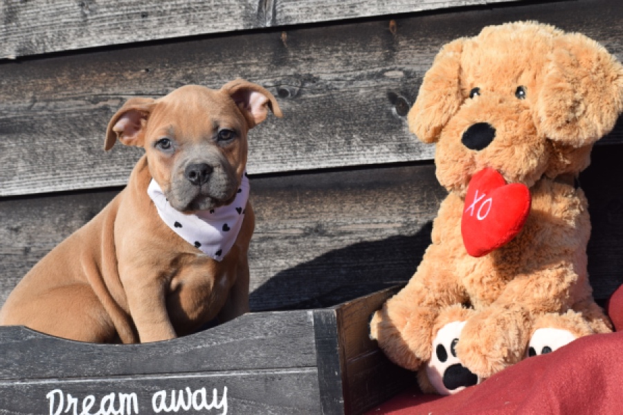 Amerikaanse Stafford (teef) 30887