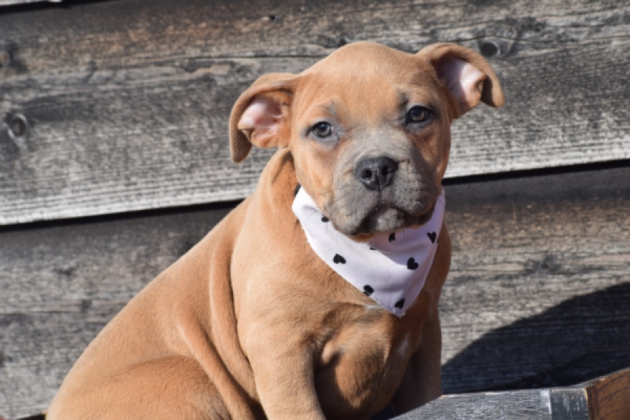 Amerikaanse Stafford (teef) 30887