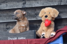 Amerikaanse Stafford (teef) 30887