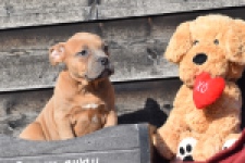 Amerikaanse Stafford (teef) 30887