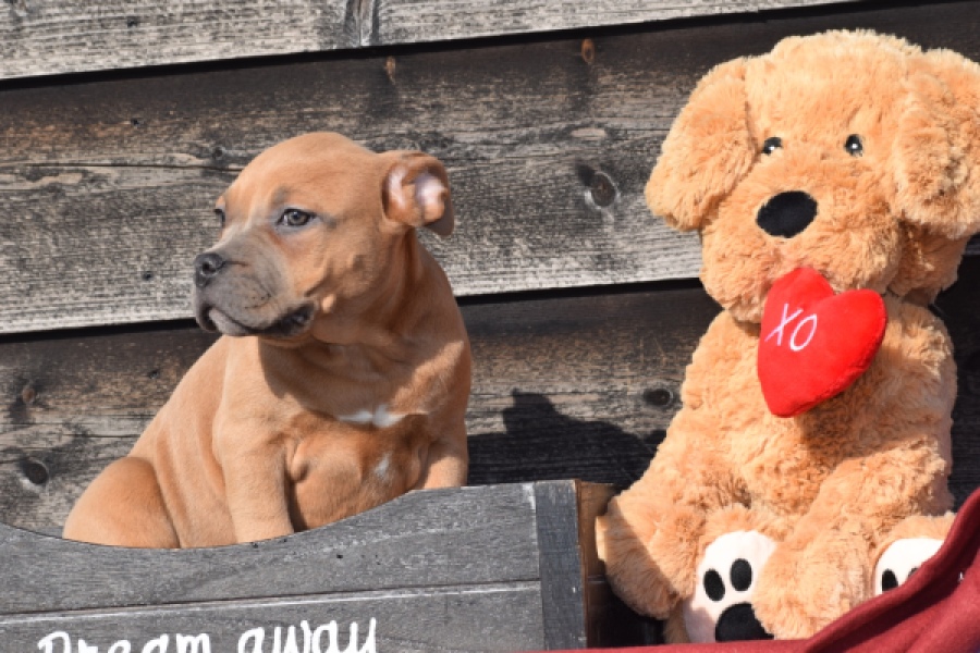 Amerikaanse Stafford (teef) 30887