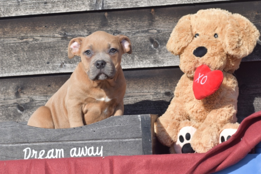 Amerikaanse Stafford (teef) 30887