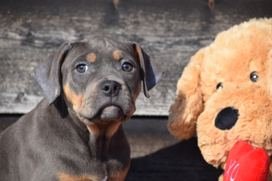 Amerikaanse Stafford (teef) 30897