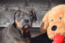 Amerikaanse Stafford (teef) 30897