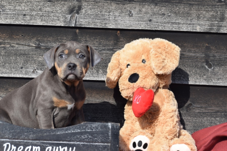 Amerikaanse Stafford (teef) 30897