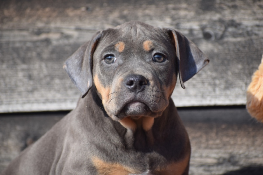 Amerikaanse Stafford (teef) 30897