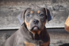 Amerikaanse Stafford (teef) 30897