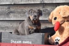 Amerikaanse Stafford (teef) 30897