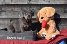 Amerikaanse Stafford (teef) 30897