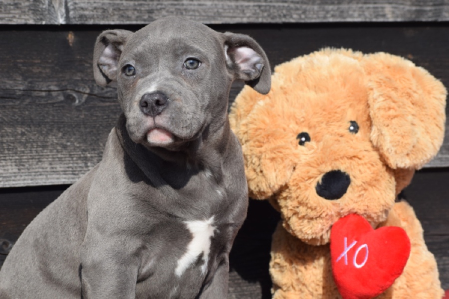 Amerikaanse Stafford (teef) 30884