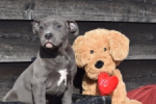 Amerikaanse Stafford (teef) 30884