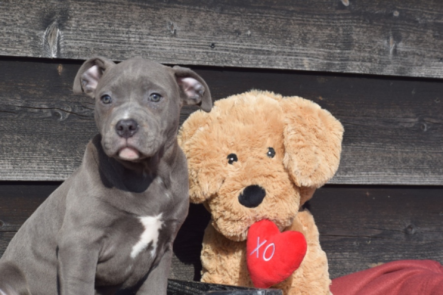 Amerikaanse Stafford (teef) 30884