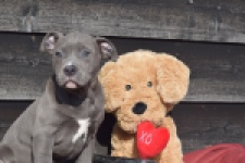 Amerikaanse Stafford (teef) 30884