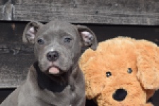 Amerikaanse Stafford (teef) 30884