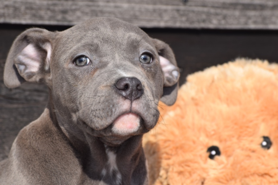 Amerikaanse Stafford (teef) 30884