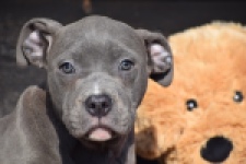 Amerikaanse Stafford (teef) 30884