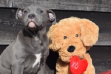 Amerikaanse Stafford (teef) 30884