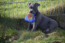 Amerikaanse Stafford (teef) 30884