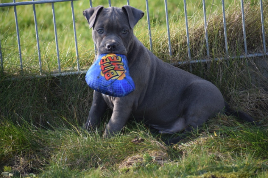 Amerikaanse Stafford (teef) 30884