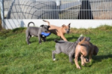 Amerikaanse Stafford (teef) 30884