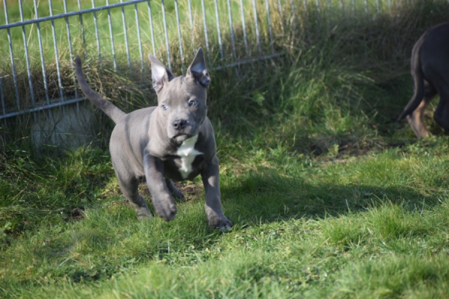 Amerikaanse Stafford (reu) 30881