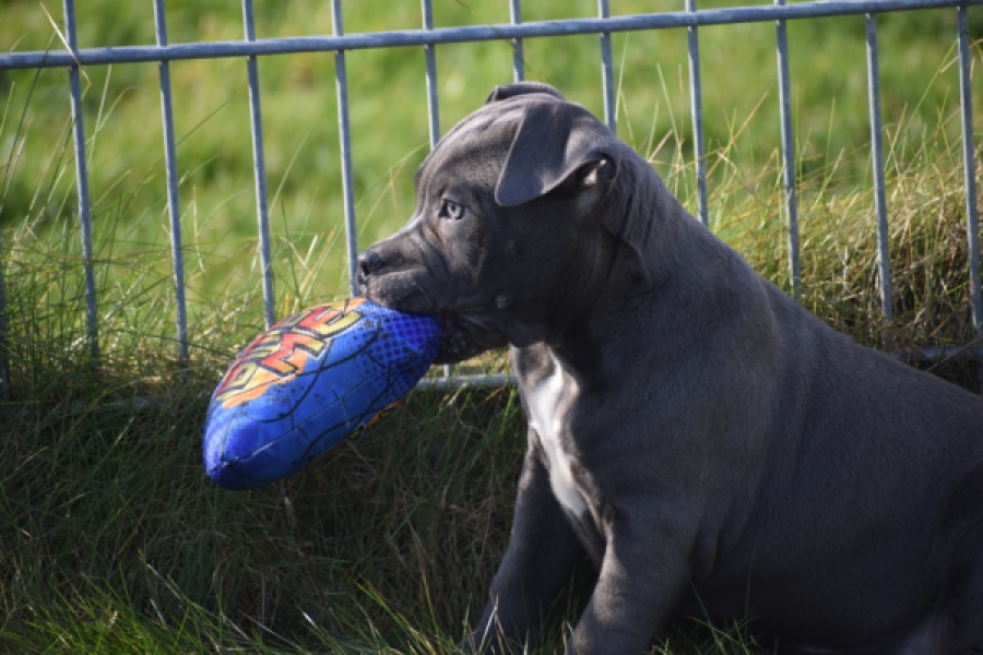 Amerikaanse Stafford (reu) 30882