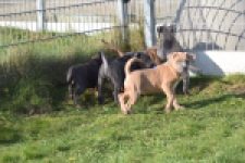 Amerikaanse Stafford (reu) 30882