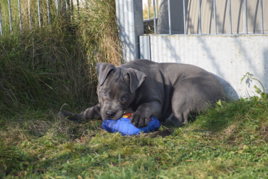 Amerikaanse Stafford (reu) 30882