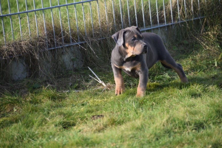 Amerikaanse Stafford (teef) 30897