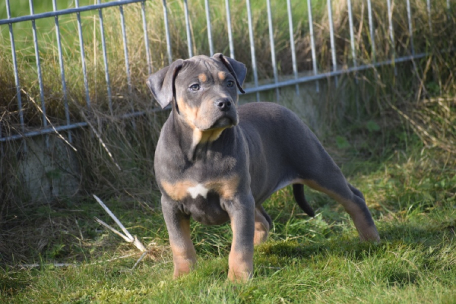 Amerikaanse Stafford (teef) 30897