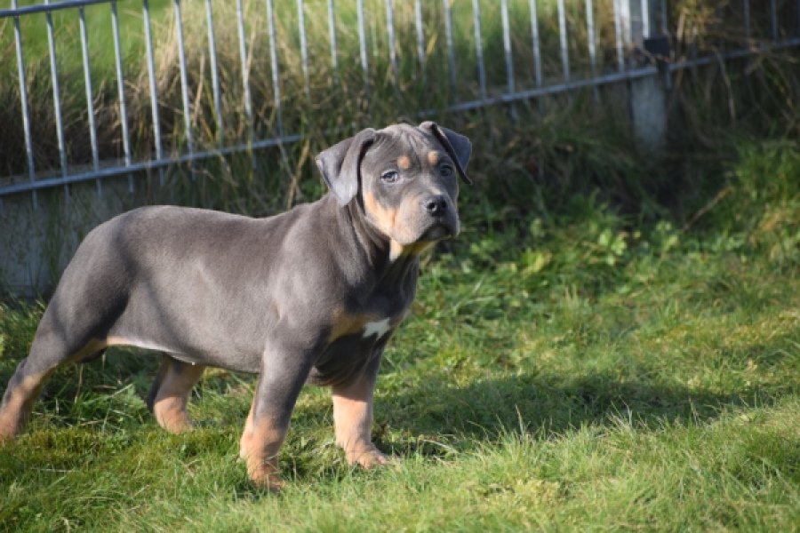 Amerikaanse Stafford (teef) 30897