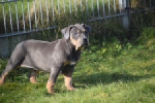 Amerikaanse Stafford (teef) 30897