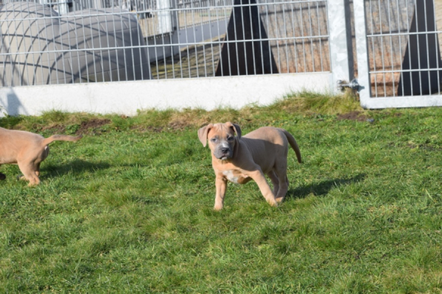 Amerikaanse Stafford (teef) 30887