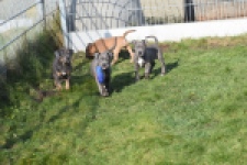 Amerikaanse Stafford (teef) 30887