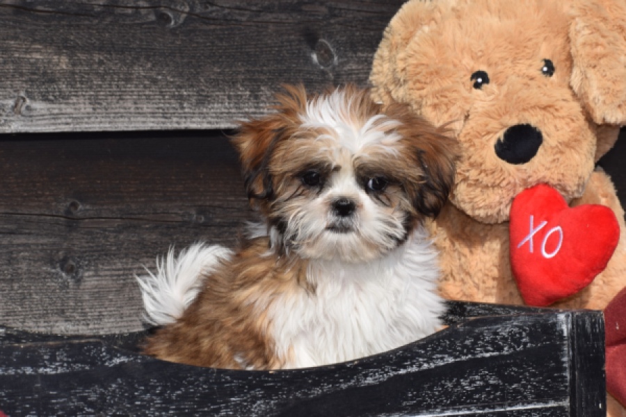 Shih Tzu (teef) 48803