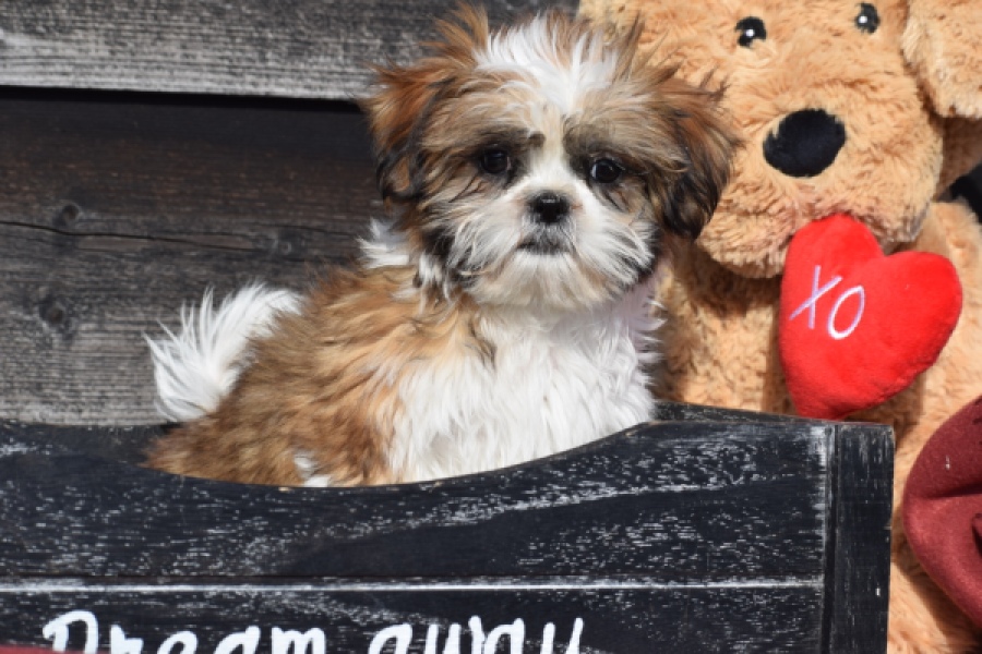 Shih Tzu (teef) 48803