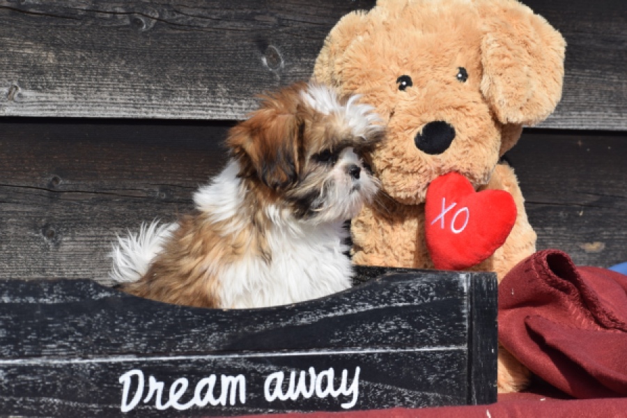 Shih Tzu (teef) 48803