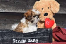 Shih Tzu (teef) 48803