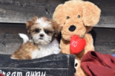 Shih Tzu (teef) 48803