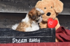 Shih Tzu (teef) 48803